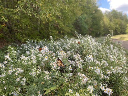 A cluster of white flowers with several butterflies among them, set against a backdrop of green trees and a blue sky.