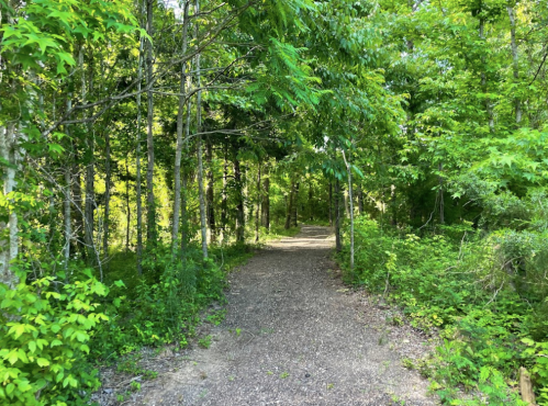 A serene forest path surrounded by lush green trees and foliage, inviting exploration.