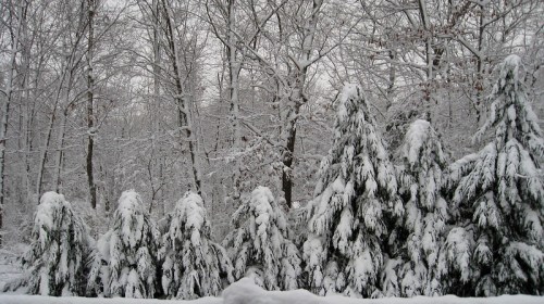 A snowy landscape with tall evergreen trees covered in thick snow, surrounded by a winter forest.