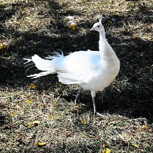 A white peacock stands on grass, showcasing its elegant feathers in a sunny outdoor setting.