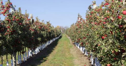 A row of apple trees laden with red apples, stretching down a grassy path under a clear blue sky.