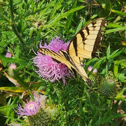 A yellow and black butterfly perched on a purple thistle flower amidst green foliage.