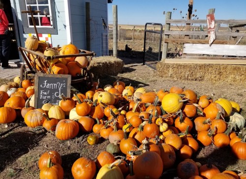 A variety of pumpkins scattered on the ground near a small shed and hay bales at a farm.