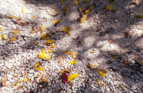 A ground covered with small stones and scattered yellow leaves, with shadows creating a dappled effect.