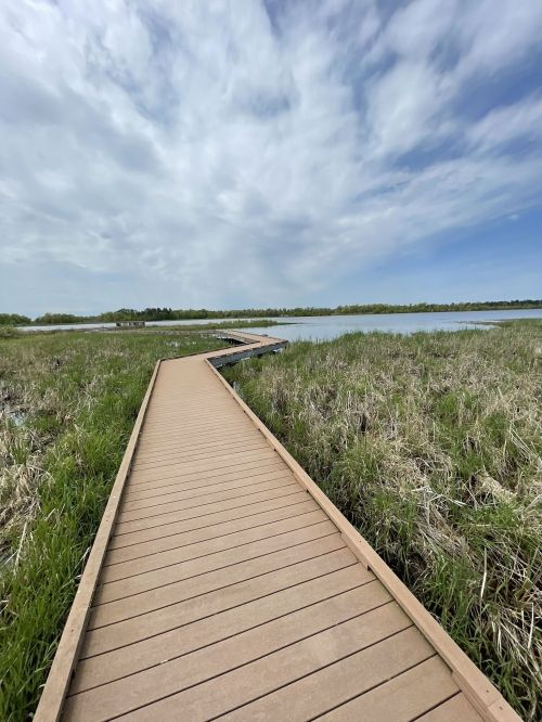 A wooden boardwalk winding through tall grass, leading to a calm body of water under a blue sky with clouds.