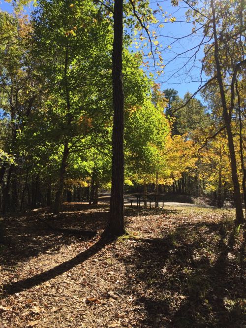 A sunlit forest path lined with green trees and autumn foliage, casting long shadows on the ground.