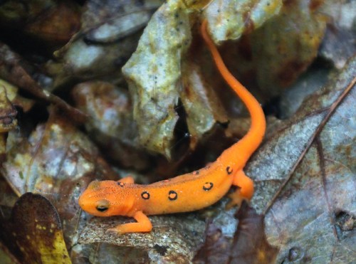 An orange salamander with black spots resting on a bed of brown leaves in a natural setting.