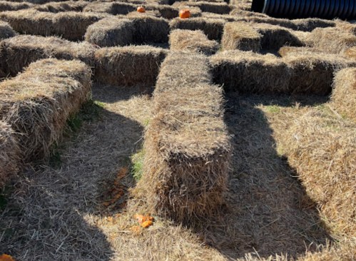 A maze made of hay bales with scattered pumpkins on the ground in a sunny outdoor setting.