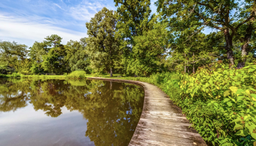 A wooden path curves alongside a calm pond, surrounded by lush greenery and trees under a blue sky.