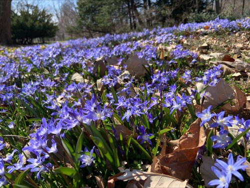 A vibrant field of purple flowers surrounded by fallen leaves on a sunny day.