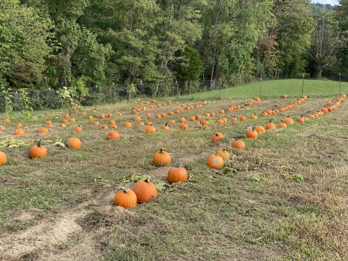 A field of orange pumpkins scattered across green grass, surrounded by trees and a fence in the background.