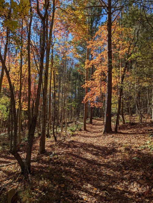 A serene forest path lined with trees displaying vibrant autumn leaves under a clear blue sky.