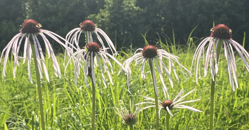 A cluster of tall flowers with long, thin petals in a green field, set against a backdrop of trees.