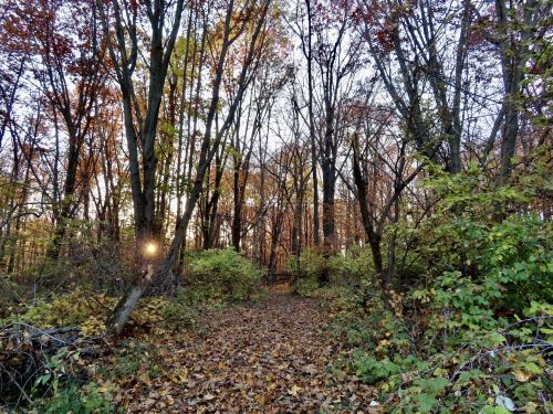 A serene forest path surrounded by autumn foliage and trees, with soft sunlight filtering through the branches.
