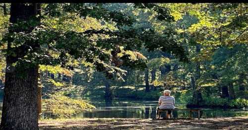 An elderly person sits on a bench by a serene pond, surrounded by lush green trees and sunlight filtering through the leaves.