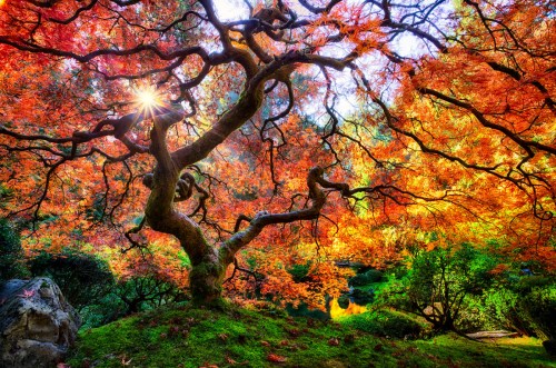 A vibrant tree with twisting branches and colorful autumn leaves, illuminated by sunlight in a serene landscape.