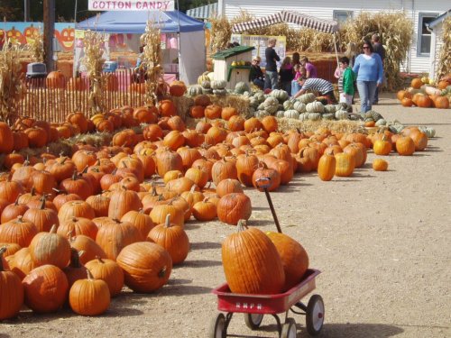 A pumpkin patch with numerous orange pumpkins, a red wagon, and people browsing among corn stalk decorations.