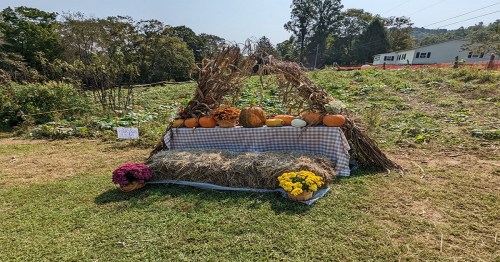 A rustic display with pumpkins and flowers on a hay-covered bench, set in a sunny field with greenery in the background.