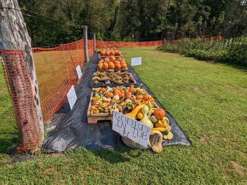 A display of various pumpkins and gourds on wooden crates, with a sign reading "GOURD IN TUB" in a grassy field.