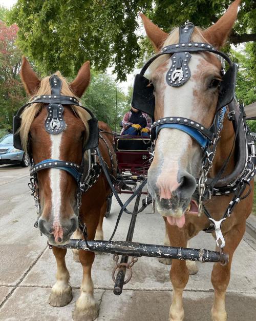 Two horses in harnesses stand side by side, ready for a carriage ride, with trees and a vehicle in the background.