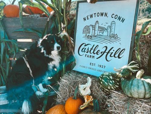 A black and white dog sits beside a farm sign, surrounded by pumpkins and gourds in a rustic setting.