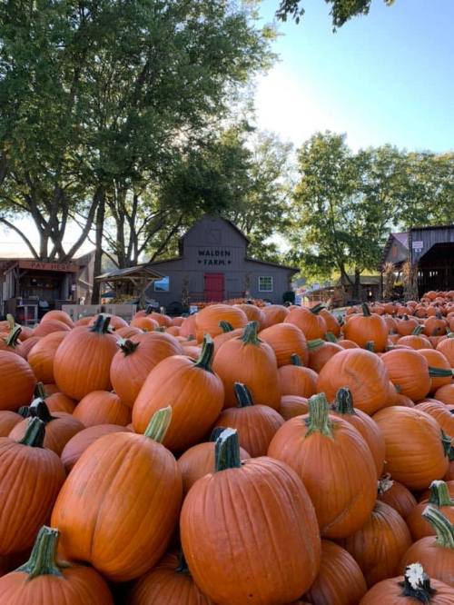 A large field filled with bright orange pumpkins under a clear blue sky, with trees and a barn in the background.