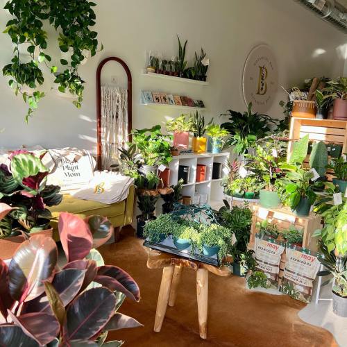A bright indoor space filled with various plants, shelves of pots, and a cozy seating area.