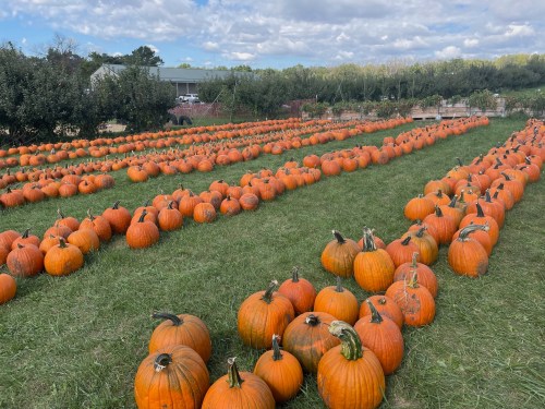 A pumpkin patch with rows of bright orange pumpkins on green grass under a partly cloudy sky.