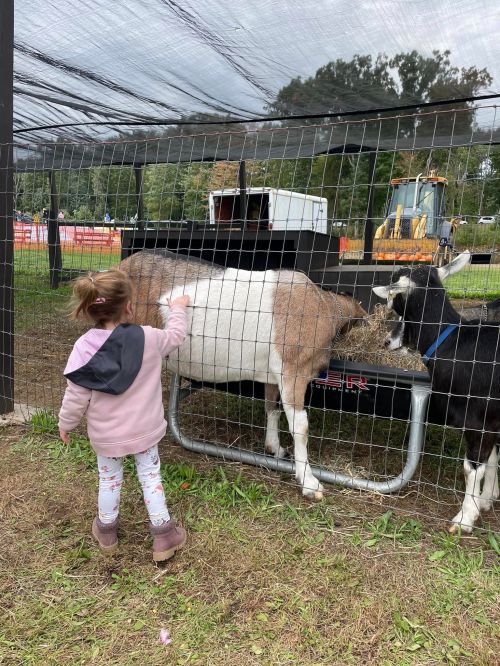 A young child pets a goat through a fence at a farm, with another goat nearby.