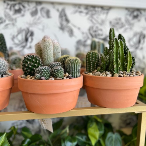 A collection of potted cacti in terracotta pots, displayed on a shelf with a patterned background.