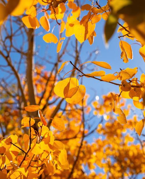 Bright yellow autumn leaves against a clear blue sky, with sunlight filtering through the branches.