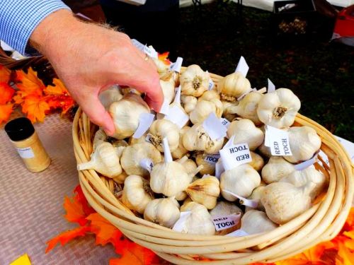 A hand reaches into a basket filled with various garlic bulbs, labeled with tags, surrounded by autumn leaves.
