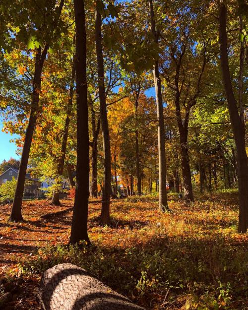 A serene forest scene with tall trees and vibrant autumn foliage, sunlight filtering through the leaves.