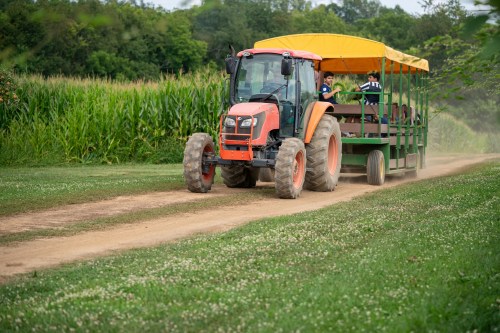 A tractor pulls a covered wagon along a dirt path through a green field with corn in the background.