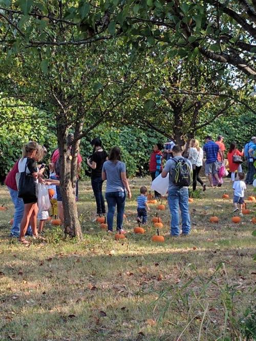 A group of people, including children, exploring a pumpkin patch among trees on a sunny day.