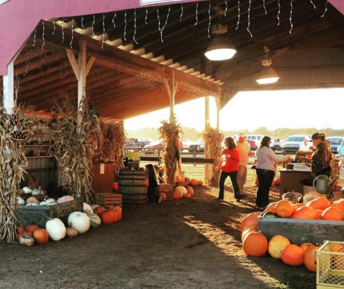 A rustic market stall with pumpkins and gourds, people browsing, and autumn decorations under a barn-like structure.