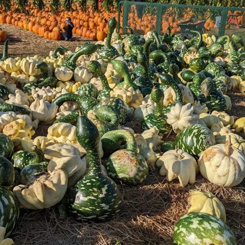A pumpkin patch filled with various gourds and pumpkins, including green and white shapes, set against a backdrop of orange pumpkins.