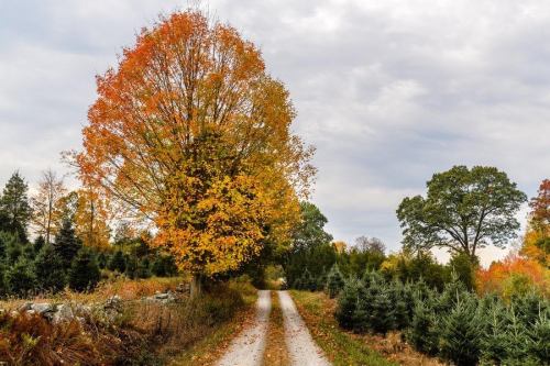 A gravel path lined with trees, showcasing vibrant autumn foliage against a cloudy sky.