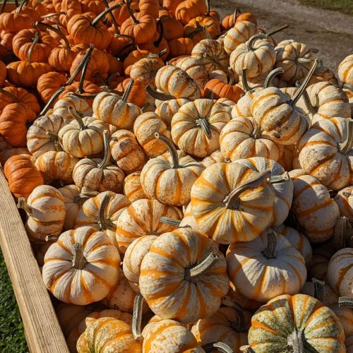 A variety of small pumpkins in orange and white hues piled together on a wooden display.