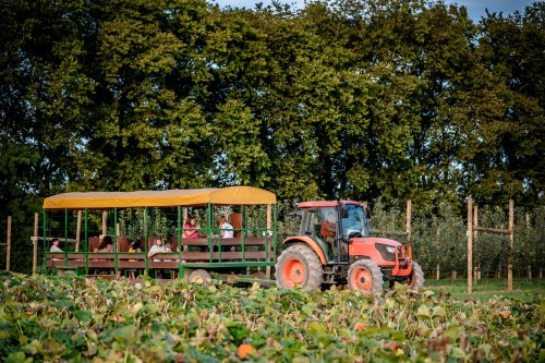 A tractor pulls a wagon filled with people through a field surrounded by trees and pumpkin plants.
