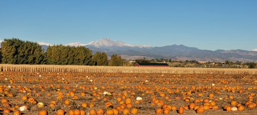 A pumpkin field with scattered pumpkins, mountains in the background, and a red barn under a clear blue sky.