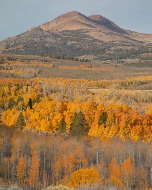 Vibrant autumn foliage in shades of orange and yellow, with a mountain backdrop under a clear sky.