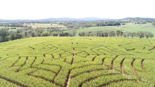 Aerial view of a green corn maze with intricate patterns, surrounded by rolling hills and trees under a clear sky.
