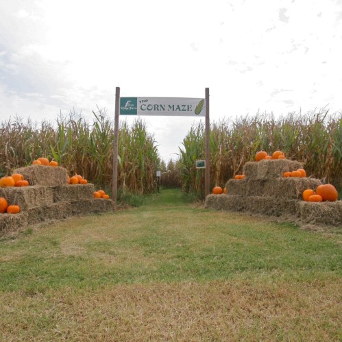 A corn maze with hay bales and pumpkins, under a cloudy sky, inviting visitors to explore the pathways.