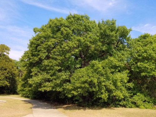 A large, lush green tree stands beside a winding path under a clear blue sky.