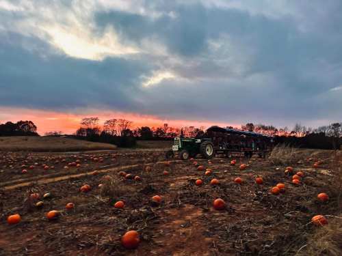 A tractor in a pumpkin field at sunset, with scattered pumpkins and a cloudy sky in the background.