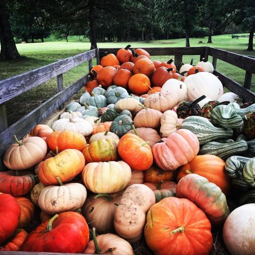 A variety of colorful pumpkins and gourds piled in a wooden cart, surrounded by greenery.