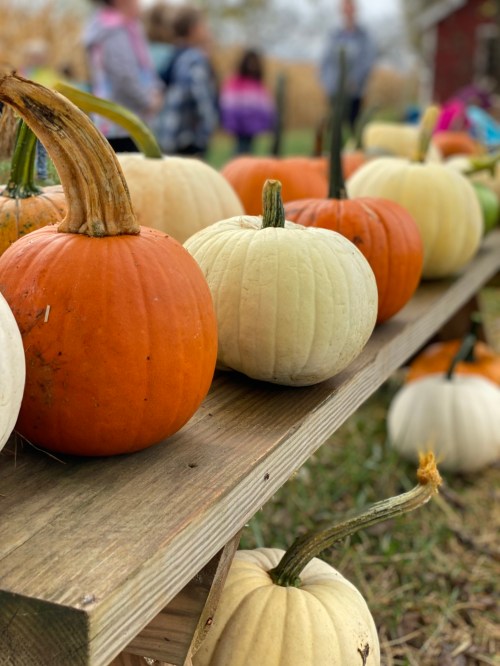 A variety of pumpkins, including orange and white, displayed on a wooden table with blurred figures in the background.