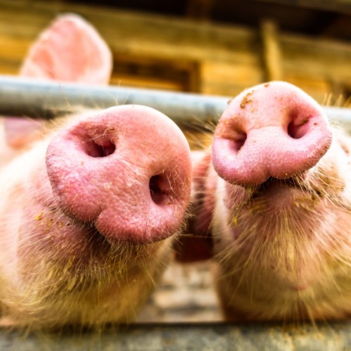 Close-up of two pigs' snouts, showcasing their pink skin and whiskers against a wooden background.