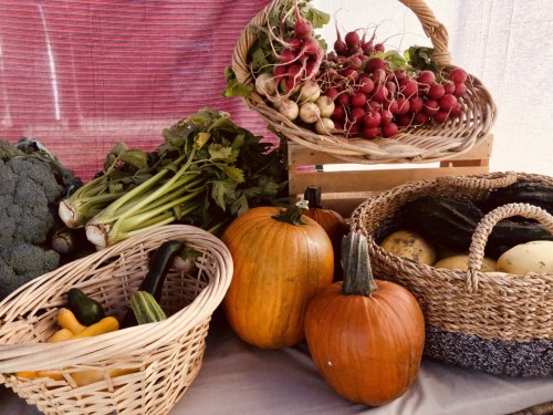 Baskets of fresh vegetables including radishes, celery, zucchini, and pumpkins displayed at a market.